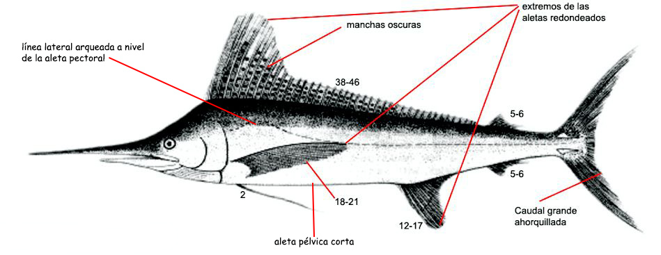 Tetrapturus albidus_01.jpg